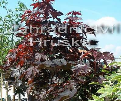 javor - Acer platanoides 'Crimson Sentry'....