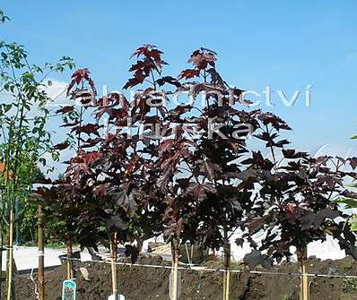 javor - Acer platanoides 'Crimson Sentry'....