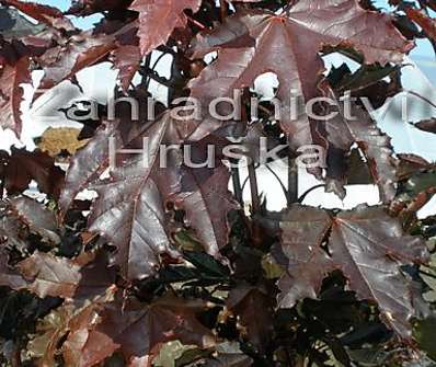 javor - Acer platanoides 'Crimson Sentry'....