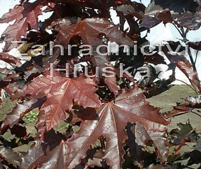 javor - Acer platanoides 'Crimson Sentry'....