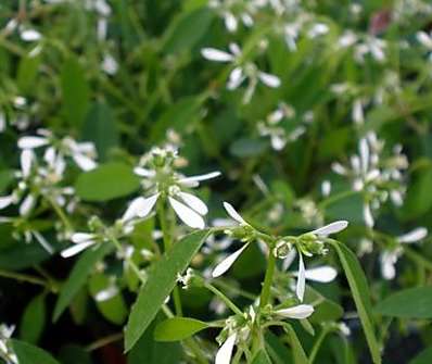 Euphorbia