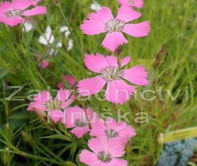 Dianthus pavonius