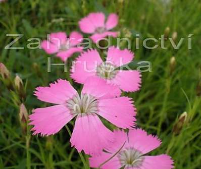 Dianthus pavonius