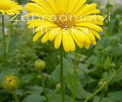 Doronicum orientale Leonardo Compact