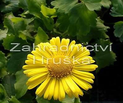 Doronicum orientale Leonardo Compact