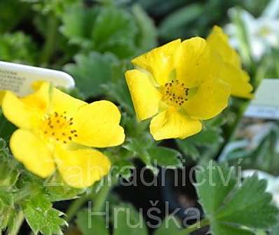 Potentilla fragiformis