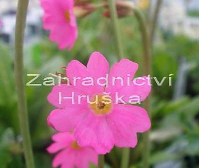 Primula rosea Rosy