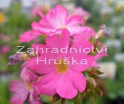 Primula rosea Rosy