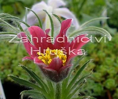 Pulsatila vulgaris Pink