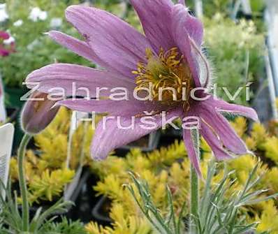 Pulsatila vulgaris Pink