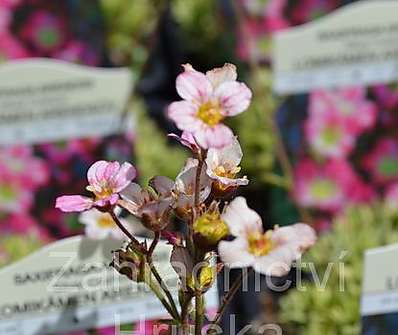 Saxifraga arendsii Silver Cushion