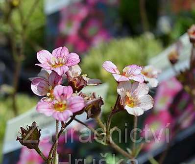 Saxifraga arendsii Silver Cushion