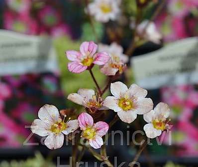 Saxifraga arendsii Silver Cushion