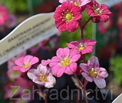 Saxifraga arendsii Silver Cushion