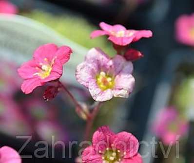 Saxifraga arendsii Silver Cushion