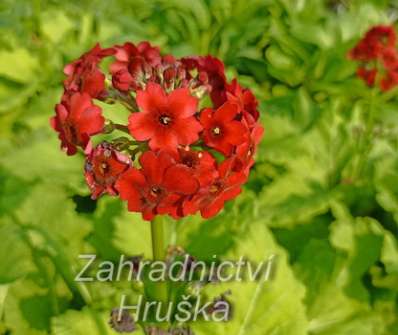 Primula japonica Millers Crimson