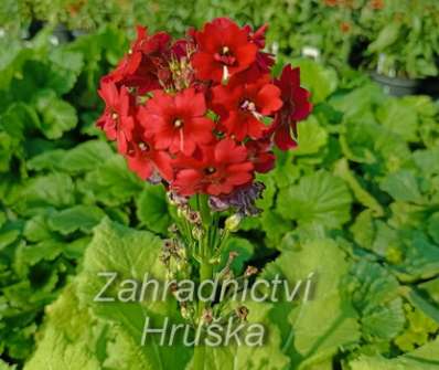 Primula japonica Millers Crimson