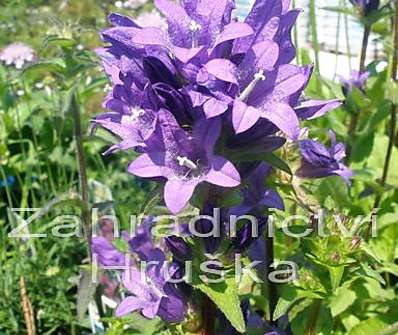 Campanula glomerata