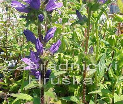 Campanula glomerata