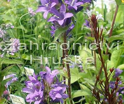 Campanula glomerata