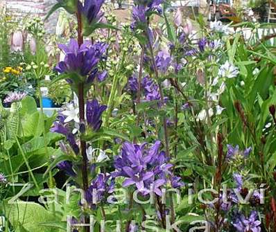 Campanula glomerata