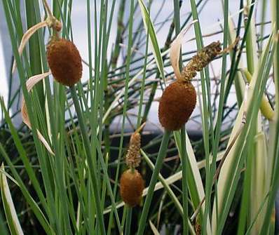 Typha minima