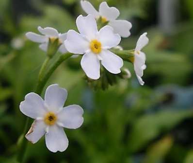 Miosotis palustris Alba