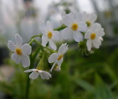 Miosotis palustris Alba