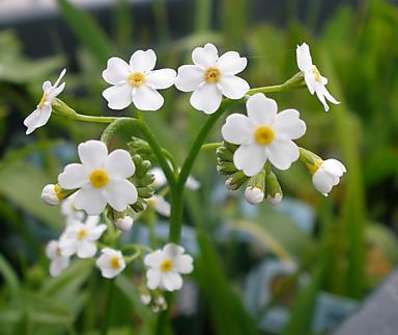 Miosotis palustris Alba