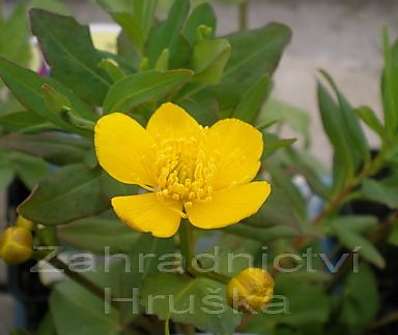 Caltha palustris