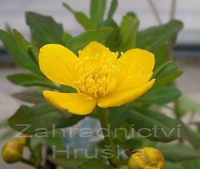 Caltha palustris