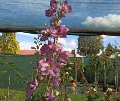 Delphinium Astolat