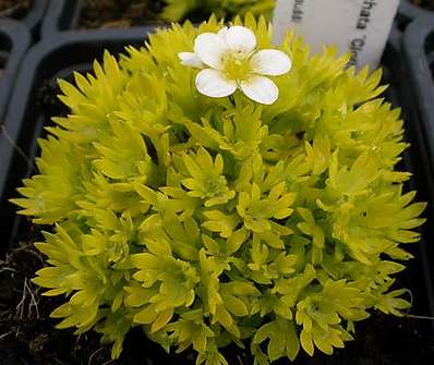 Saxifraga moschata Cloth of Gold