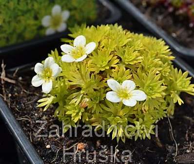 Saxifraga moschata Cloth of Gold