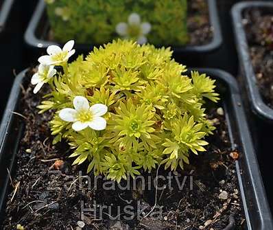 Saxifraga moschata Cloth of Gold