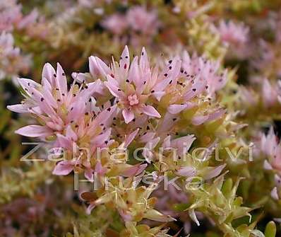 Sedum pulchellum Sea Star