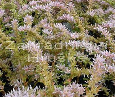 Sedum pulchellum Sea Star