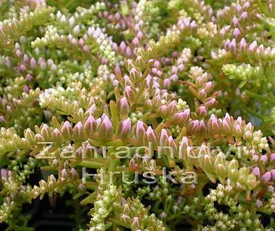 Sedum pulchellum Sea Star