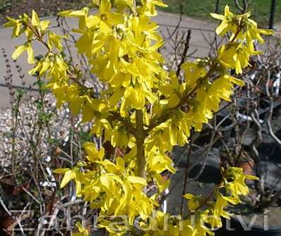 zlatice - Forsythia x intermedia 'Spectabilis'