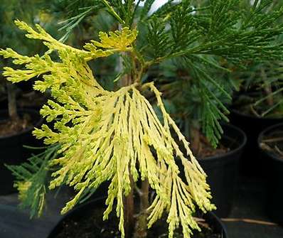 pazerav - Calocedrus decurens 'Aureovariegata'