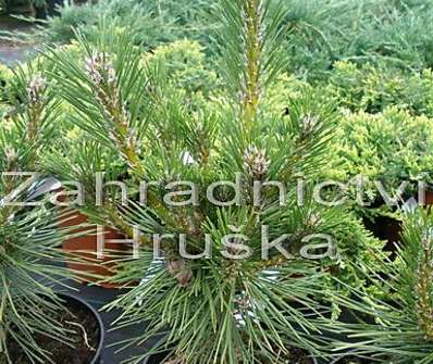 Borovice - Pinus thunbergii 'Sayonora'