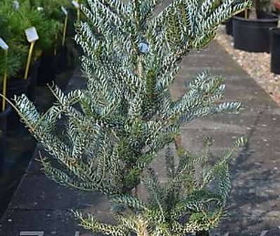 jedle - Abies koreana 'Silwer Star'