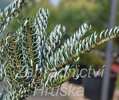 jedle - Abies koreana 'Silwer Star'