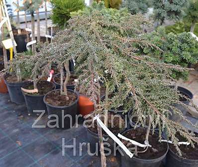 jalovec - Juniperus horizontalis 'Green Carpet'.KM