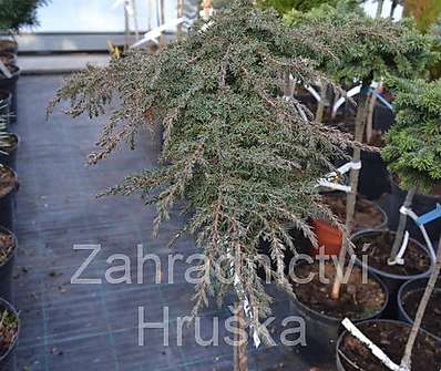 jalovec - Juniperus horizontalis 'Green Carpet'.KM