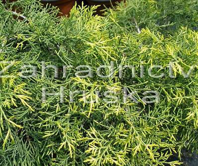 jalovec - Juniperus media 'Gold Coast'