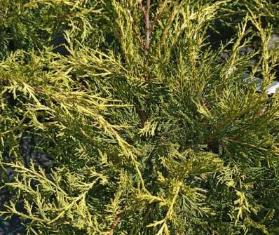 jalovec - Juniperus media 'Gold Coast'