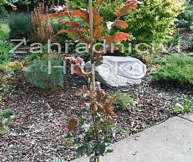 buk - Fagus sylvatica 'Red Obelisk'.