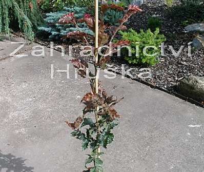 buk - Fagus sylvatica 'Red Obelisk'.