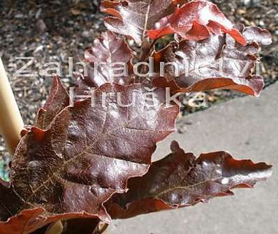 buk - Fagus sylvatica 'Red Obelisk'.